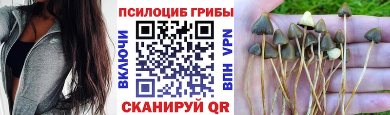 Псилоцибиновые грибы Magic Shrooms  Купить закладки  Алдан 